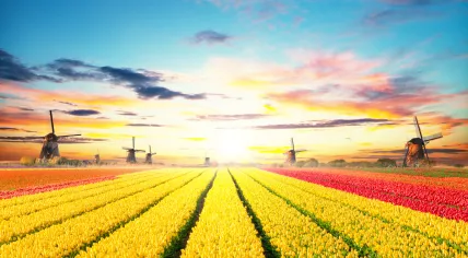 Tulip field