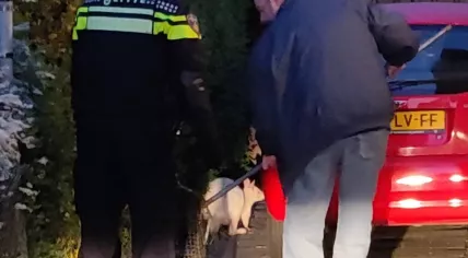 Police cornering an escaped wallaby in Kerkrade
