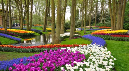 Keukenhof
