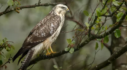 Buzzard