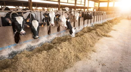Cows in a stable