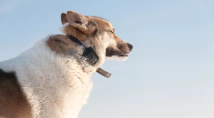 Dog wearing a shock collar