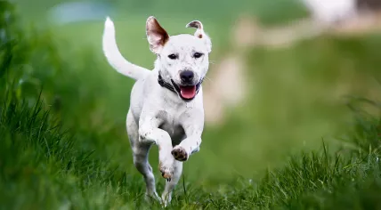 Running dog