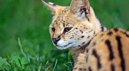 Serval