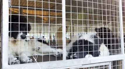 Dogs in a cage
