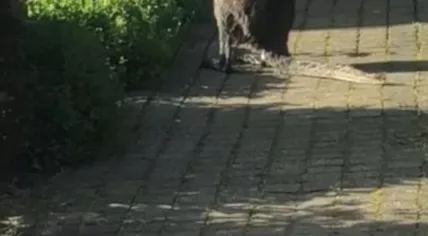 Escaped wallaby spotted wandering around Winterswijk, 5 May 2019