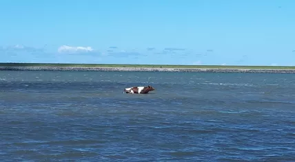 Cow in the Wadden Sea off the coast of Ameland, 28 May 2019