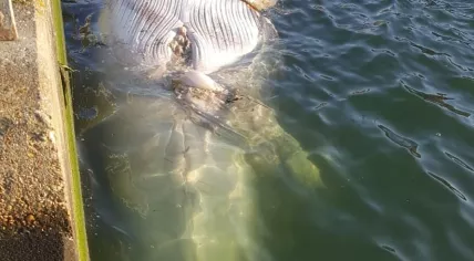 Fin whale carcass in the Vlissingen port, 7 June 2019
