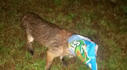Fox with head stuck in chips bag, 11 June 2019