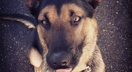 Police dog Battje - not the dog mentioned in this article