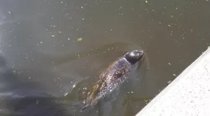 Lost ringed seal swimming near a sliding gate in De Kwakel, 23 June 2019