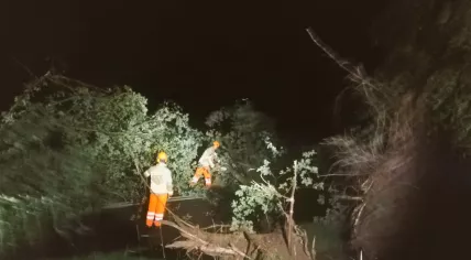 Storm damage trees firefighters