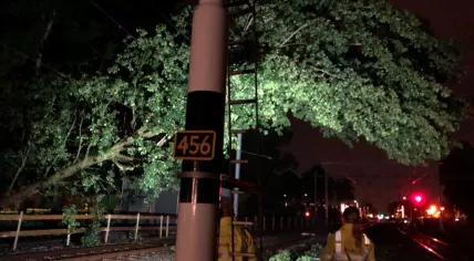 A tree fell onto the overhead line between Eindhoven and Helmond, 4 June 2019