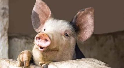 Pig