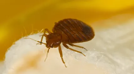 Bedbug