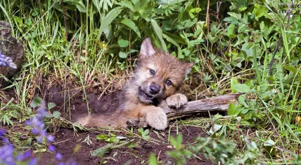 Wolf pup