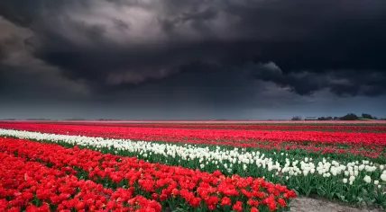 Storm clouds gather over a tulip field