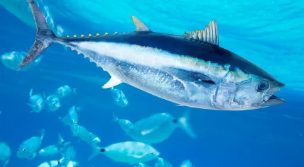 Blue fin tuna