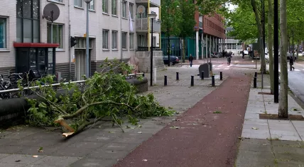 Fallen tree branches in Amsterdam Oost after a thunderstorm, 6 June 2019
