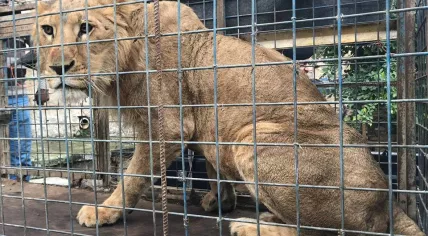 Simba