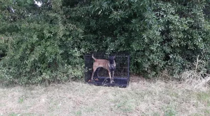 Malinois Shepherd found caged and abandoned at a carpool spot on Zandveldseweg in Nieuwegein, 21 July 2019