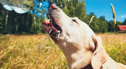 Dog drinking water from a bottle