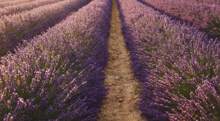 Lavender field