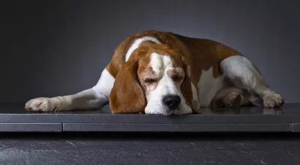 Beagle dog
