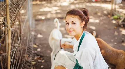 Volunteer at an animal shelter
