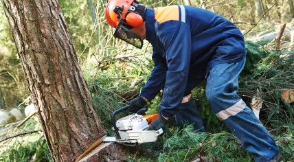 Tree felling
