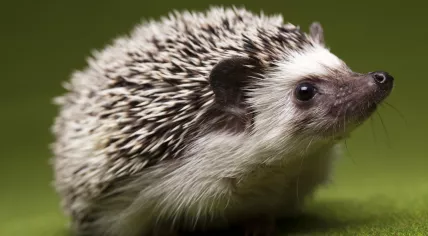 Hedgehog 