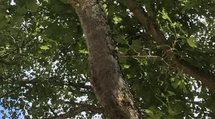A Dutch tourist snapped this photo of thousands of oak processionary caterpillars covering a tree at a campsite in Volstroff, France. June 17, 2019