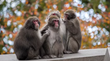 Female-female couples in Japanese macaque groups