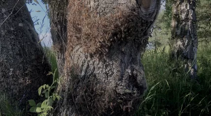 A Dutch tourist snapped this photo of thousands of oak processionary caterpillars covering a tree at a campsite in Volstroff, France. June 17, 2019