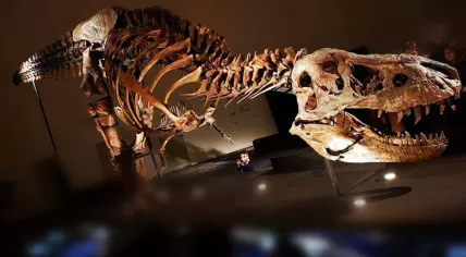 Tyrannosaurus Rex skeleton Trix