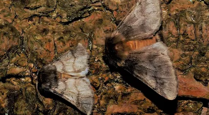 Oak processionary butterflies
