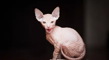 Bambino Sphynx kitten
