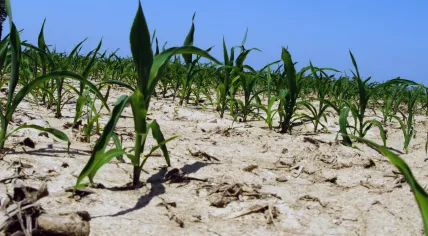 Drought conditions affecting crops in 2012