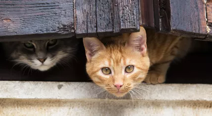 Cats