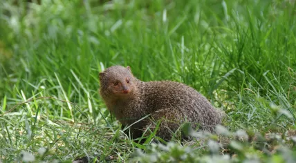 Indian mongoose