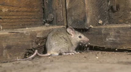 Mouse