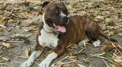 Pitbull 