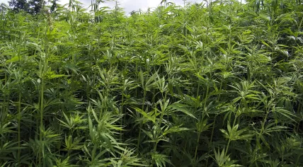 Cannabis plants 