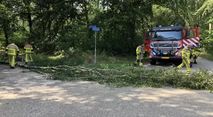 Fallen tree 