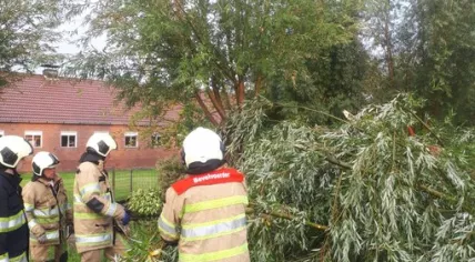 Storm damage - Firefighters dealing with a fallen tree in Oudewater, 27 August 2019