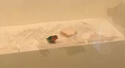 Parakeet arrested with his shoplifting owner in Utrecht, Sept 2019