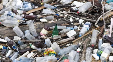 Litter