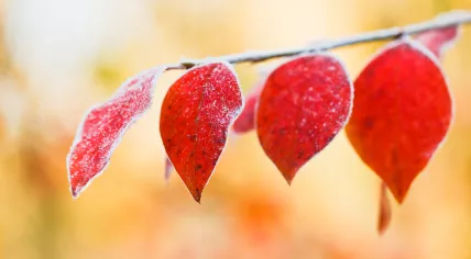Autumn frost