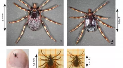 Size comparison of Hyalomania ticks (above) to common sheep ticks (below)