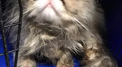 Persian cat found dumped in Amsterdam Zuidoost, 22 Sept 2019